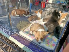 -中环花鸟鱼虫市场