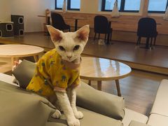 -猫腻·猫咖·撸猫馆(星光大道店)