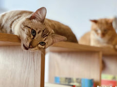 -Cappucimeow猫咪咖啡馆(韦伯时代店)