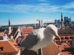 景点-塔林历史中心