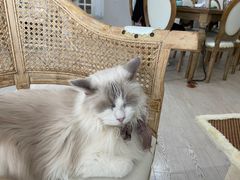 -共舞时光猫咖·狗咖(新街口店)