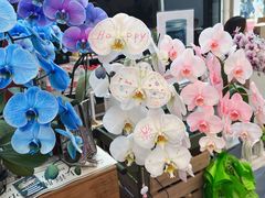 -上海鲜花港