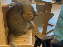 -有喵·猫咖·狗咖·30几只猫10只小狗(岗厦店)