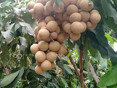 -东方鼎信农副产品交易中心