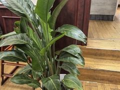 -观桥阁(锦溪店)