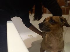 -Oh My Dog宠物沙龙(伊珊娜皮毛护理店)