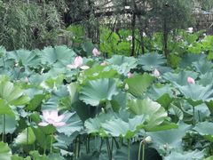 -不觉晓CAMPING(上海迪士尼营地店)