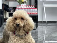 -XPEL旗舰店·汽车贴膜·隐形车衣·改色贴膜