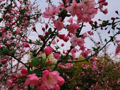 -合肥滨湖国家森林公园