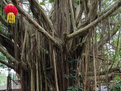 -海南热带野生动植物园