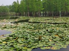 -白鹭湾湿地公园