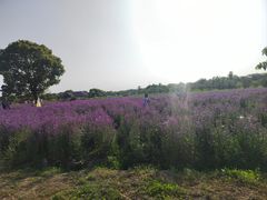 -上海杨姆庄园