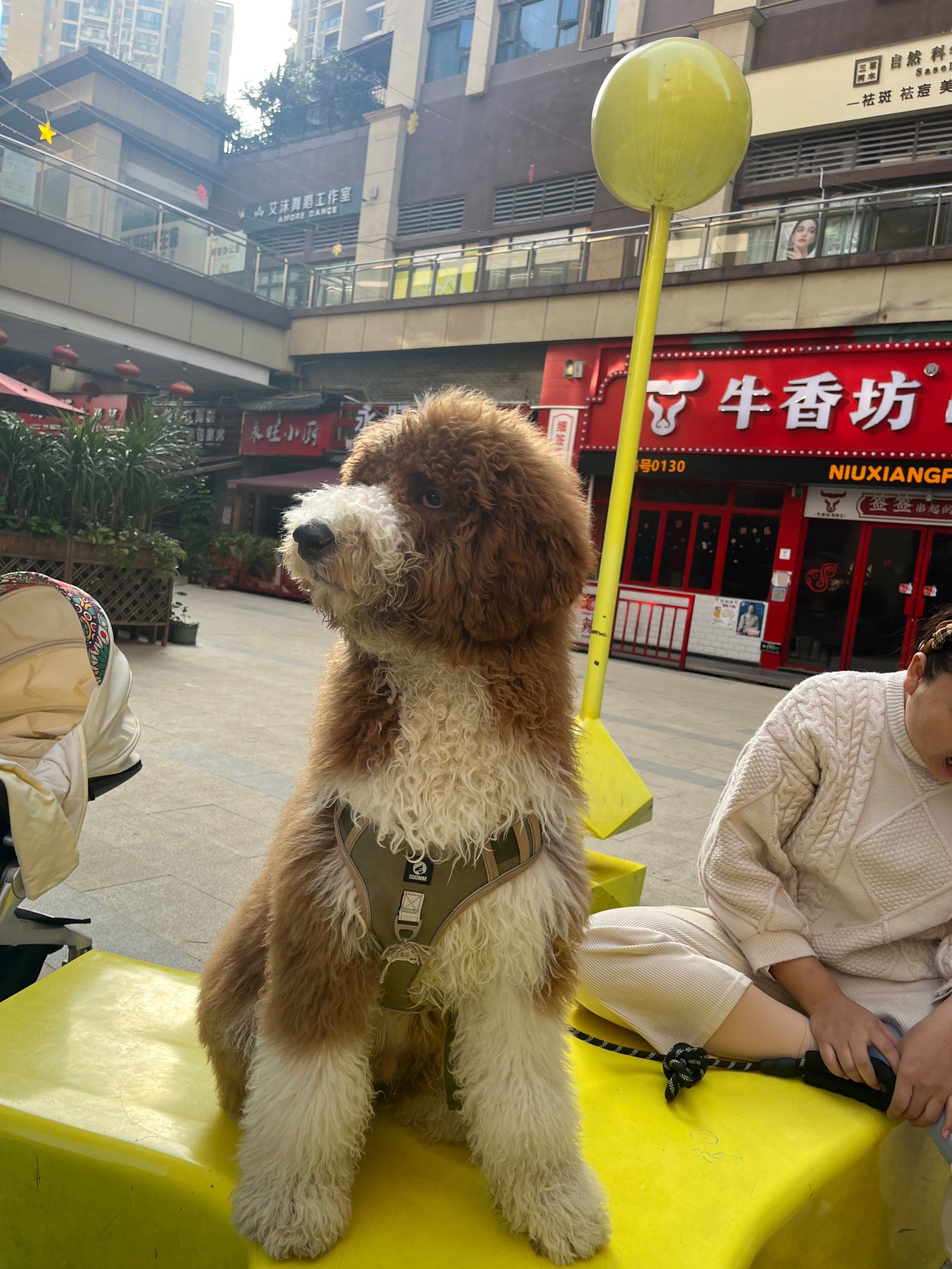 贵宾大型犬,名字叫南瓜,性格温顺,一个月比我加宝宝还消费高