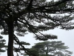 -黄山玉屏楼宾馆餐厅