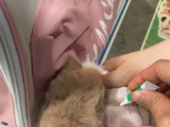 -四月宠物医院·猫专科·心脏专科·内科(转塘店)
