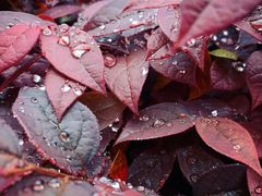 -宋庆龄幼儿园(虹梅路)