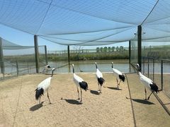 -盐城丹顶鹤湿地生态旅游区