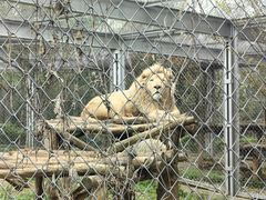-合肥野生动物园