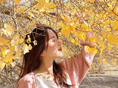 -金塔沙漠胡杨林景区