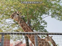 -灵玲国际马戏城