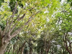 -广东茂名森林公园