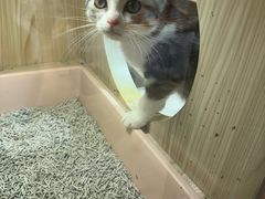 -屋虎猫馆(宝安大仟里店)