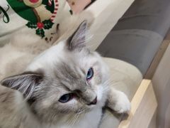 -瞄一喵猫咖(格力海岸店)