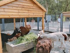 -长白岛森林公园