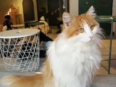-猫儿山۰猫主题餐厅