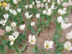 -长春公园(普阳街道)