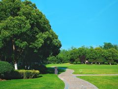 -合肥滨湖国家森林公园