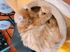 -猫小院猫主题咖啡厅(北锣店)