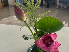 -荷花荡