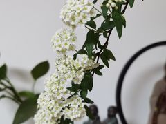 -双季花艺园艺市场(浦东店)