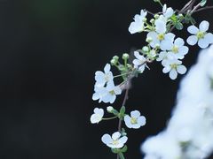 -中国茶叶博物馆(双峰馆区)
