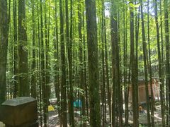 -山王坪喀斯特国家生态公园