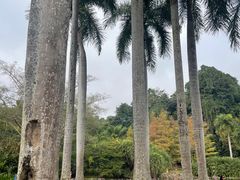 -中国科学院西双版纳热带植物园