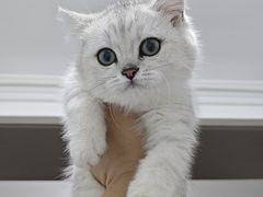 -pd派德宠物中心医院24H急重症·眼科中心·血液透析中心(嵩山北路店)