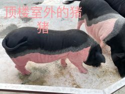 -造物庄园 萌宠纪(苏州湾歌林公园店)