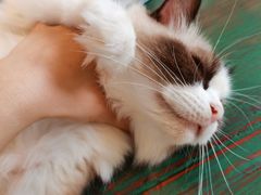 -喵喵咪呀布偶猫咖(春熙路店)