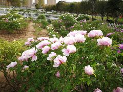 -曹州百花园