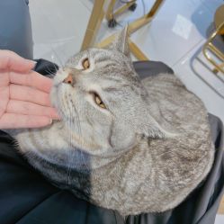 -飞梵造型