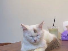 -楼上猫咖(罗湖店)