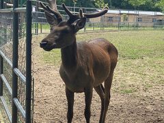 -哈尔滨北方森林动物园