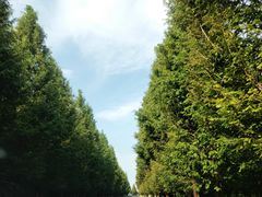 -黄海国家森林公园