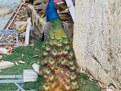 -汕尾铜鼎山旅游区