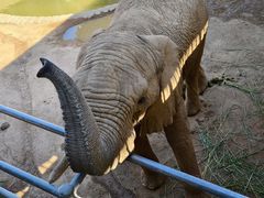 -西霞口神雕山野生动物世界