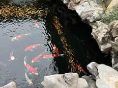 -鲤院·新中式美学·庭院餐厅(夫子庙店)