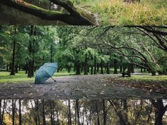 -上海共青森林公园