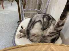 -共舞时光猫咖·狗咖(新街口店)